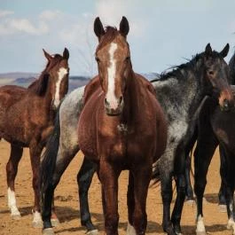 Hotel Vécsecity Hernádvécse - Egyéb