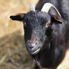 Hotel Vécsecity Hernádvécse - Egyéb