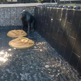 Bambara Hotel, Felsőtárkány - Medence/kert