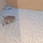 Bambara Hotel Felsőtárkány - Belső