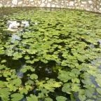 Egri Termálfürdő Eger - 