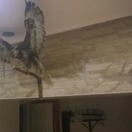 Fehérszarvas Vadásztanya Étterem, Eger - Egyéb