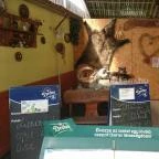 Muskátli Vendéglő Hévíz - Étel/ital