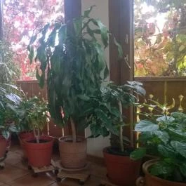 Rózsa Étterem, Mezőkövesd - Étel/ital