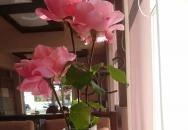 Scarpa Étterem & Pizzéria Tiszaújváros