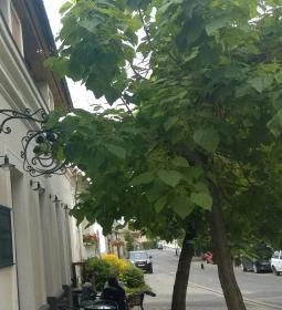 Tokaji Kávépörkölő Manufaktúra