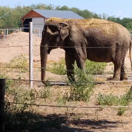 Richter Safari Park Nagykőrös - Külső kép