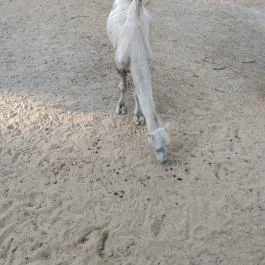 Richter Safari Park Nagykőrös - Külső kép