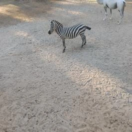 Richter Safari Park Nagykőrös - Külső kép