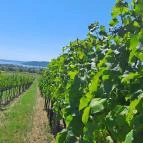 Koczor Pincészet és Vendégfogadó Balatonfüred - Egyéb