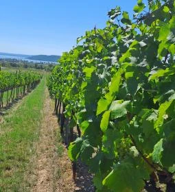 Koczor Pincészet és Vendégfogadó 