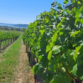 Koczor Pincészet és Vendégfogadó , Balatonfüred - Egyéb