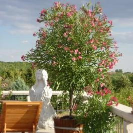 Egri Korona Borház & Wellness Hotel Demjén - Medence/kert