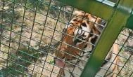 Richter Safari Park, Nagykőrös