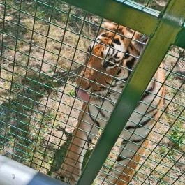 Richter Safari Park Nagykőrös - Külső kép