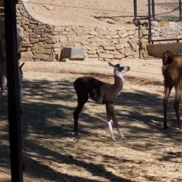 Pécsi Állatkert, Pécs - 