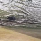 Pécsi Állatkert Pécs - 