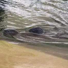 Pécsi Állatkert, Pécs - 