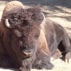 Pécsi Állatkert Pécs - 