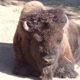 Pécsi Állatkert, Pécs - 