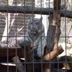 Pécsi Állatkert Pécs - 