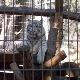 Pécsi Állatkert, Pécs - 