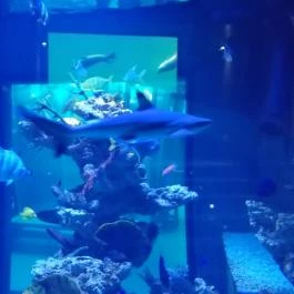 Pécsi Állatkert, Pécs - 