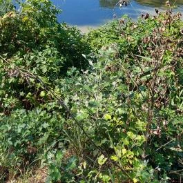 Hotel Bellevue, Esztergom - Egyéb