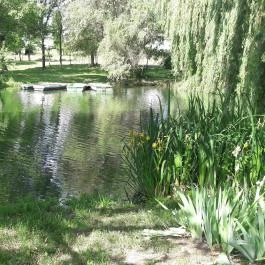 Zichy Park Hotel, Bikács - Medence/kert