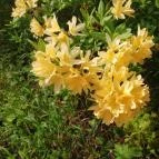 Kámoni Arborétum & Ökoturisztikai Központ Szombathely - Egyéb