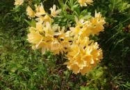 Kámoni Arborétum & Ökoturisztikai Központ Szombathely