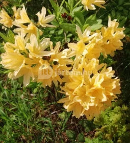 Kámoni Arborétum & Ökoturisztikai Központ