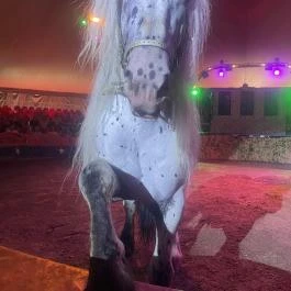 Richter Safari Park, Nagykőrös - Egyéb