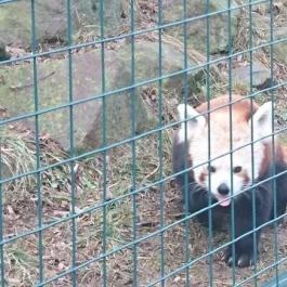 Veszprémi Állatkert, Veszprém - 