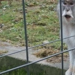 Veszprémi Állatkert, Veszprém - 