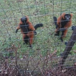 Veszprémi Állatkert, Veszprém - 