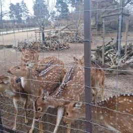 Veszprémi Állatkert, Veszprém - 