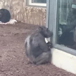 Veszprémi Állatkert, Veszprém - 