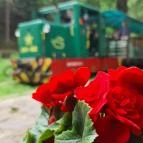 Pálházi kisvasút Pálháza - Egyéb