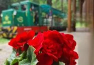 Pálházi kisvasút Pálháza