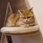 Cat Museum Budapest Budapest - Egyéb