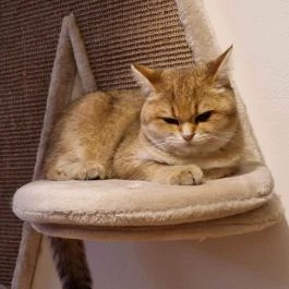 Cat Museum Budapest Budapest - Egyéb