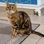 Cat Museum Budapest Budapest - Egyéb