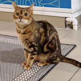 Cat Museum Budapest Budapest - Egyéb