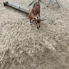 Richter Safari Park Nagykőrös - Egyéb