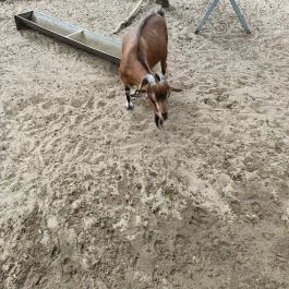 Richter Safari Park, Nagykőrös - Egyéb