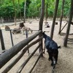 Richter Safari Park Nagykőrös - Egyéb