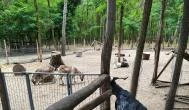 Richter Safari Park Nagykőrös - Egyéb