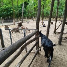 Richter Safari Park, Nagykőrös - Egyéb