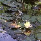 Fekete Gólya Vendéglő Kecskemét - Külső kép